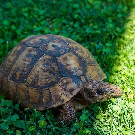 Garden - One-bedroom With Terrace 2 Adults